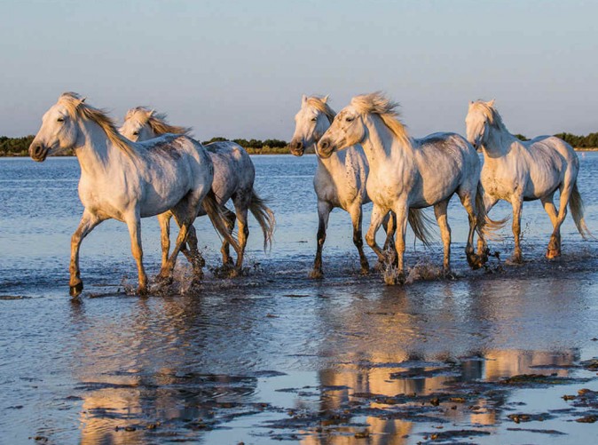 015_Schoene Aussichten Touristik-Private Selection Hotels Camargue Pferde Frankreich